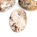 Petrified Wood - Palm Stone - Fossil