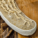 Plesiosaurus Fin - Fossil Statement Specimen
