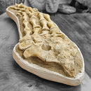 Plesiosaurus Fin - Fossil Statement Specimen