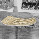 Plesiosaurus Fin - Fossil Statement Specimen