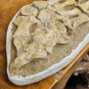 Plesiosaurus Fin - Fossil Statement Specimen