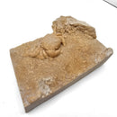 Freshwater Crab - Potamon Sp. - Fossil Specimen