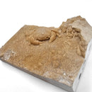 Freshwater Crab - Potamon Sp. - Fossil Specimen
