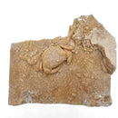 Freshwater Crab - Potamon Sp. - Fossil Specimen