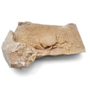 Freshwater Crab - Potamon Sp. - Fossil Specimen