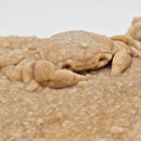 Freshwater Crab - Potamon Sp. - Fossil Specimen
