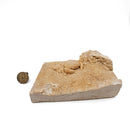 Freshwater Crab - Potamon Sp. - Fossil Specimen