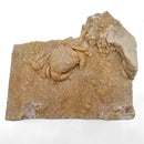 Freshwater Crab - Potamon Sp. - Fossil Specimen