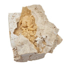 Freshwater Crab - Potamon Sp. - Fossil Specimen