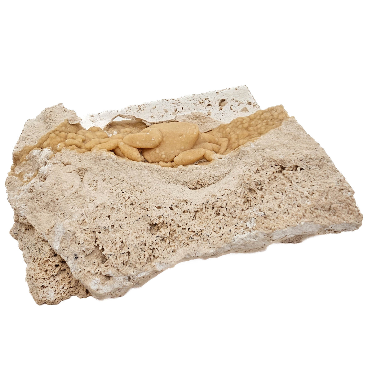 Freshwater Crab potamon sp. fossil specimen from Anatolia, Turkey.