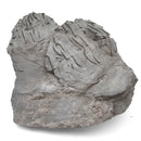 Pyritized Crinoid Crown - Fossil Specimen