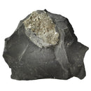 Pyritized Brachiopod - Fossil
