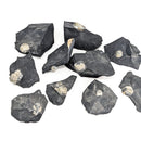 Pyritized Brachiopod - Fossil