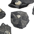 Pyritized Brachiopod - Fossil