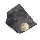 Pyritized Brachiopod - Fossil