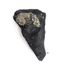 Pyritized Brachiopod - Fossil