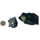 Pyritized Brachiopod - Fossil