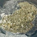 Pyritized Brachiopod - Fossil