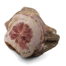 Rhodochrosite - Polished Face Specimen