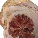 Rhodochrosite - Polished Face Specimen