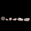Rose Quartz (Crystalline) - Mineral - Brazil - Heart Chakra