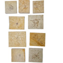 Saccocoma - Fossil - Germany - Mesozoic