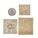 Saccocoma - Fossil - Germany - Mesozoic