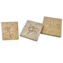 Saccocoma - Fossil - Germany - Mesozoic