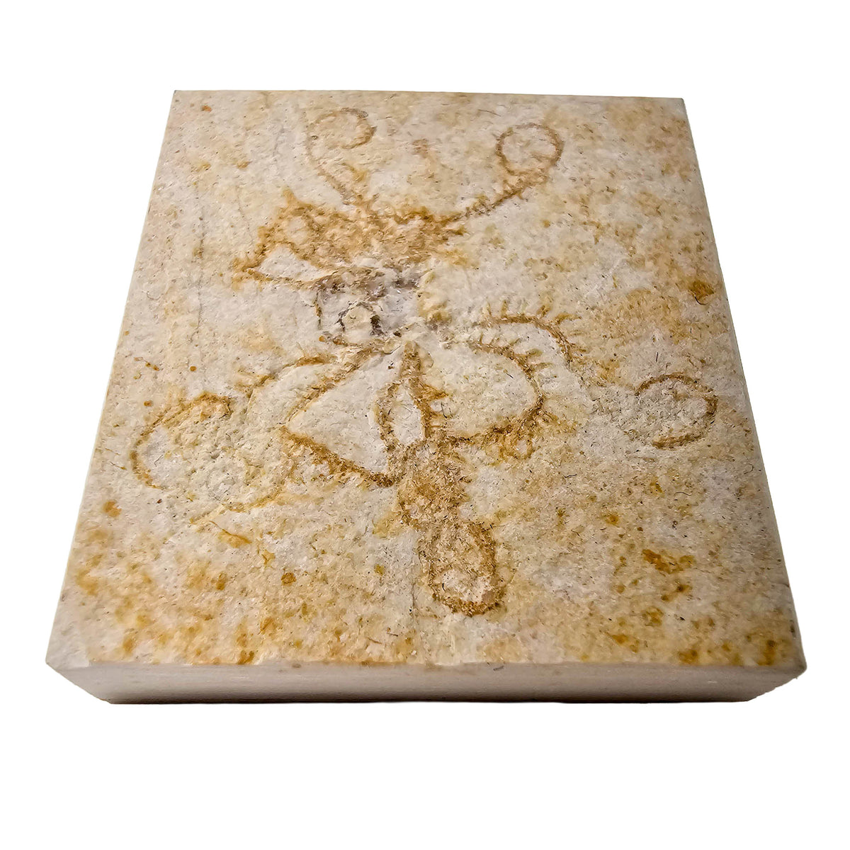 Saccocoma - Fossil - Germany - Mesozoic
