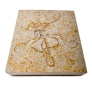 Saccocoma - Fossil - Germany - Mesozoic