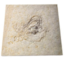 Saccocoma - Fossil - Germany - Mesozoic