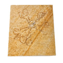 Saccocoma - Fossil - Germany - Mesozoic