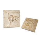 Saccocoma - Fossil - Germany - Mesozoic