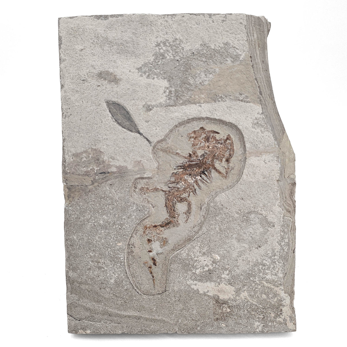Chelotriton (Crocodile Newt) - Fossil Specimen