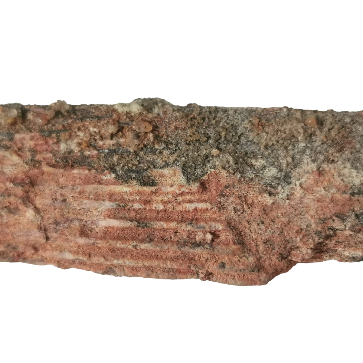 Sawfish Spine fossil.