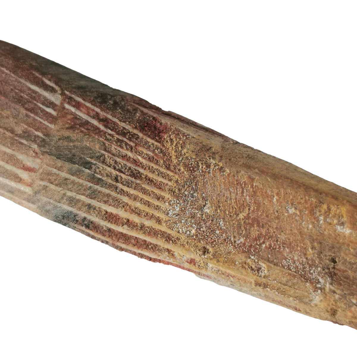 Sawfish Spine fossil.