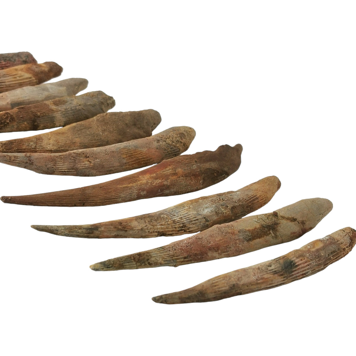 Sawfish Spine fossil.