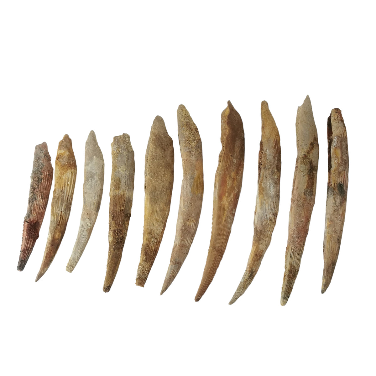 Sawfish Spine fossil.
