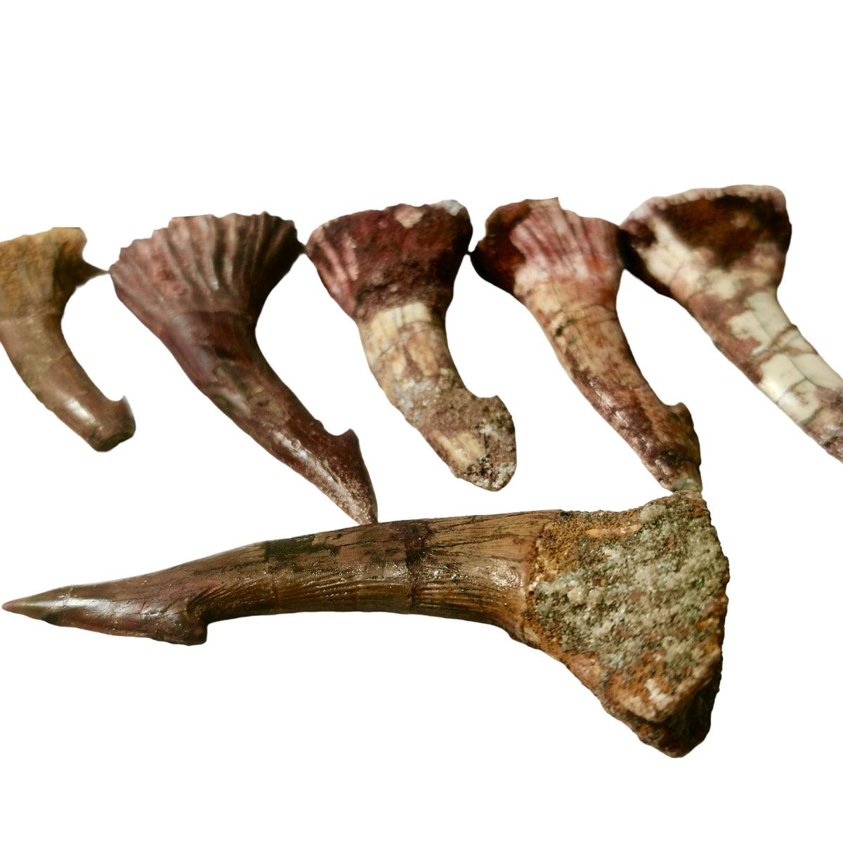 Onchopristis tooth fossil from the Kem Kem Group, Morocco.