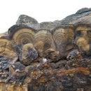 Schalenblende - Specimen