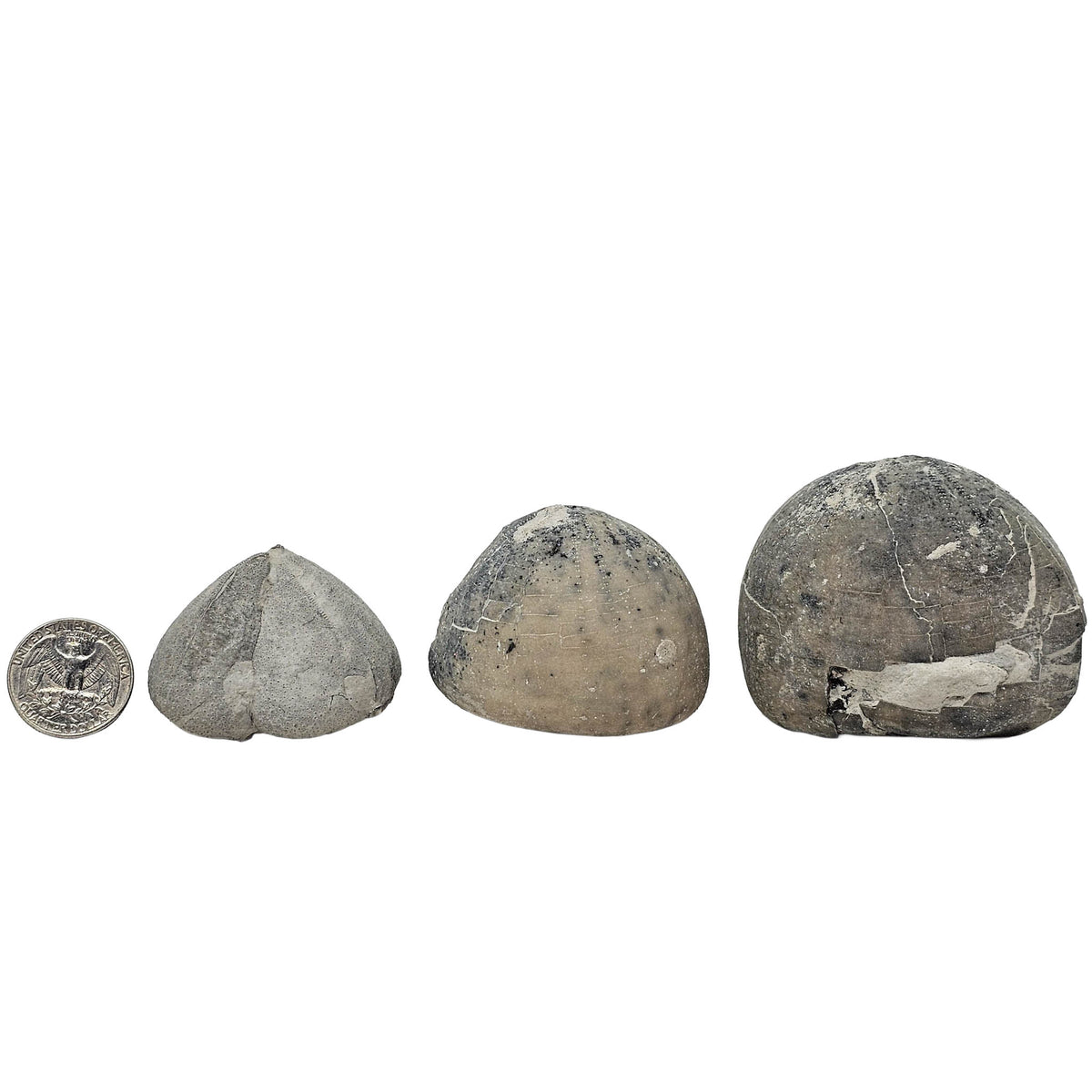 Sea Urchin pyritized fossil.