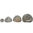 Sea Urchin - Pyritized Fossil - Germany - Mesozoic Era