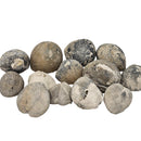 Sea Urchin - Pyritized Fossil - Germany - Mesozoic Era