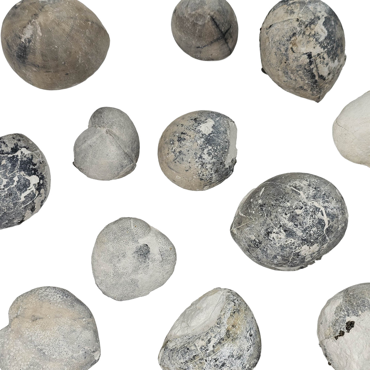 Sea Urchin pyritized fossil.