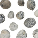 Sea Urchin - Pyritized Fossil - Germany - Mesozoic Era