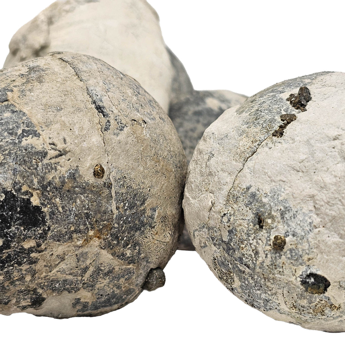 Sea Urchin pyritized fossil.