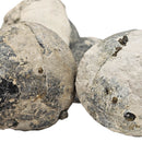 Sea Urchin - Pyritized Fossil - Germany - Mesozoic Era
