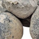 Sea Urchin - Pyritized Fossil - Germany - Mesozoic Era