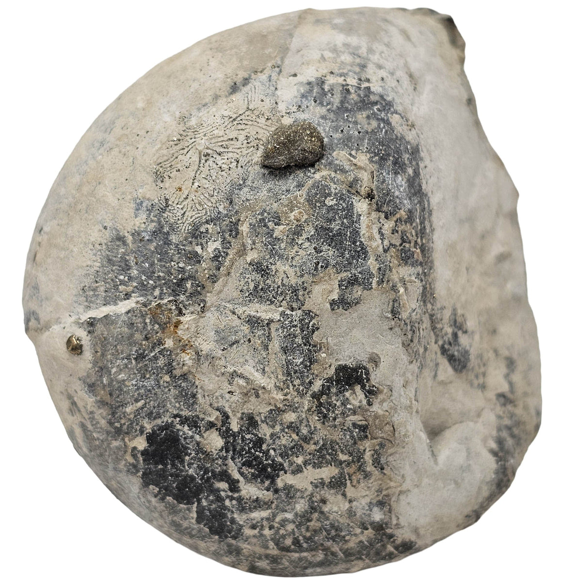 Sea Urchin pyritized fossil.