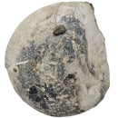 Sea Urchin - Pyritized Fossil - Germany - Mesozoic Era